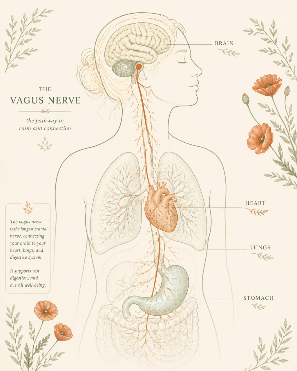 Illustration of the vagus nerve pathway from brain to heart, lungs, and digestive system